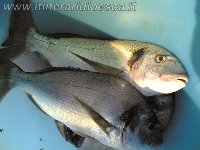 Coppia di barracuda con mommotti 180