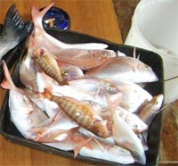     pesce d'aprile  