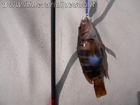 Coppia di barracuda con mommotti 180