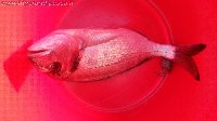 Pesca a Mola di Bari - Cozze - Orata inaspettata con granchio