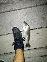 Pesca ombrina a fondo con americano alla foce del fiume Magra