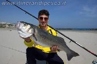 Come pescare la spigola con il vivo ecco i risultati con piombo scorrevole