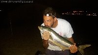 Pesce serra con il vivo attacca sugherello a Selinunte beach