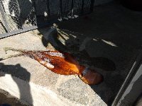 Polpo di 2kg a Praiano