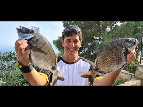 🎥Video: Pesca al sarago con doppio innesco.