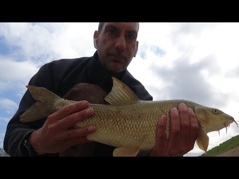 🎥Video: BARBI E CARPE A FEEDER