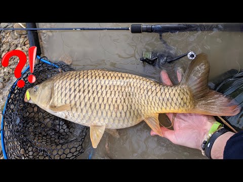 🎥Video per voi: Carpa a spinning ad ultra light
