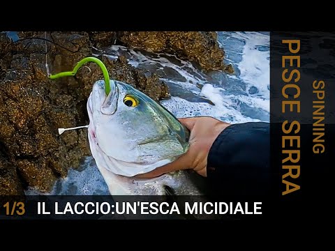 🎥Video: I pesci serra IMPAZZISCONO per questa esca...
