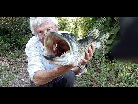 🎥Video: Luccio con il vivo - Ecco come
