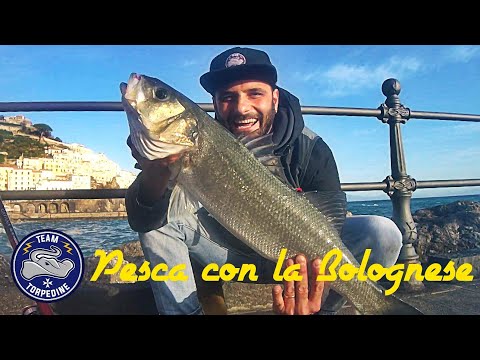 🎥Video: Pesca alla Spigola con la Bolognese