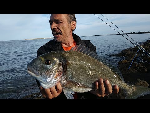 🎥Video: orata con il granchio. Vedi innesco