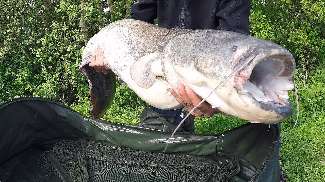 Guida di pesca la siluro nel Tevere