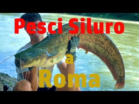 🎥Video: Pesci siluro a Roma - A pesca in Centro città!