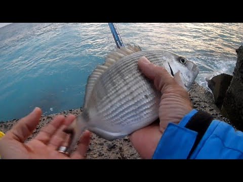 🎥Video: Saraghi a bolognese con mare in scaduta