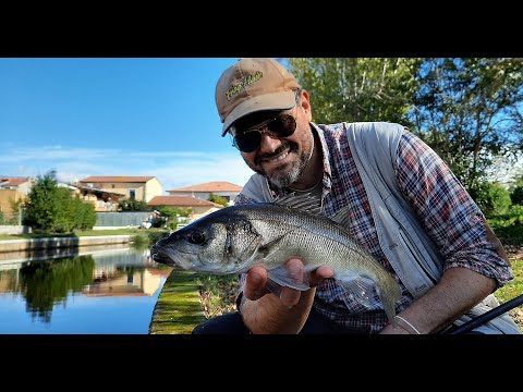 🎥Video: Spigola a feeder fishing