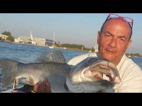 🎥Video: Spigole in foce a Fiumicino ecco come!