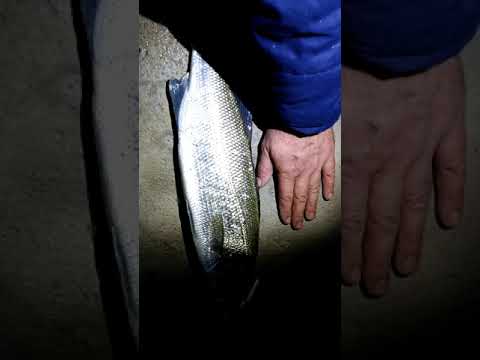🎥Video: Spinning alla spigola con Rapala j11