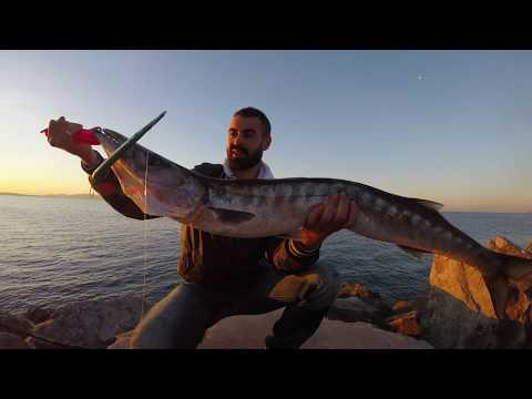 🎥Video: Barracuda in Topwater