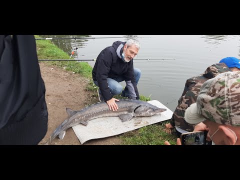 🎥Video ➡️ Storione: esche, innesco, tecniche
