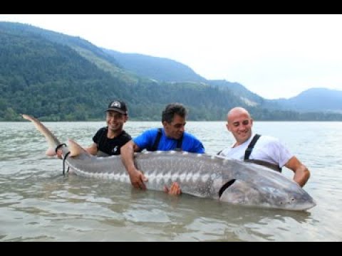 Viaggio: STORIONI GIGANTI in CANADA, ecco come.