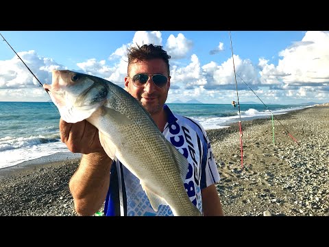 🎥Video: Surfcasting  Spigola XL e saraghi