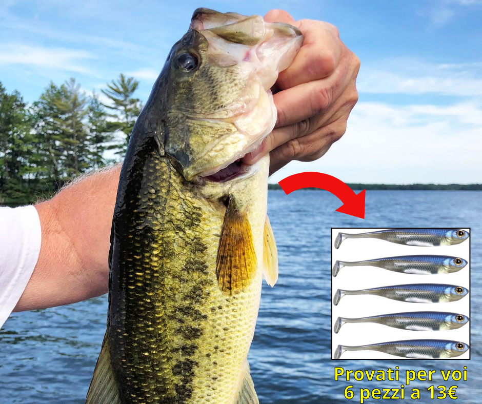 Provati in pescata: Set shad morbidi. BlackBass, spigole e....